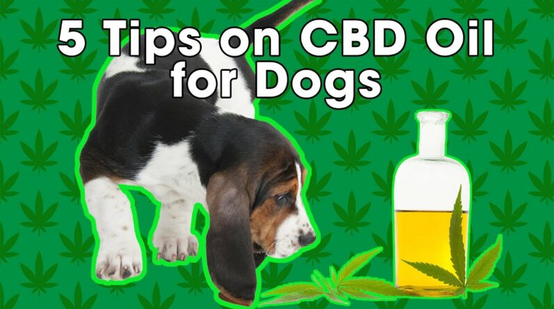 5 Tips on CBD Oil for Dogs