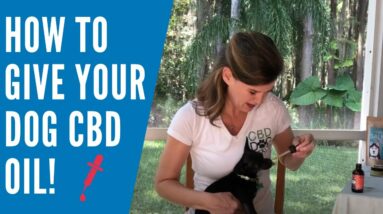 Administering CBD Dog Health Oils
