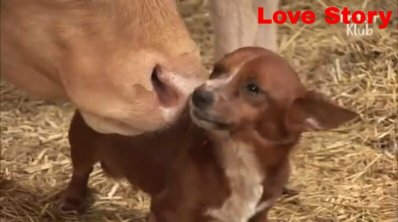 Separation Anxiety!  Dog Suffers As Cow Gets Separated From The Dog That She Raised!