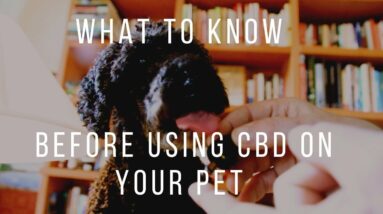 Before Giving CBD to Your Pets: Know This