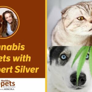 Cannabis for Pets with Dr. Robert Silver