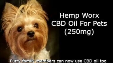 CBD for Dogs and Cats