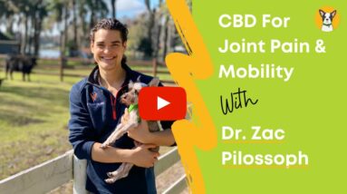 CBD For Joint Pain & Mobility in Dogs with Dr. Zac Pilossoph