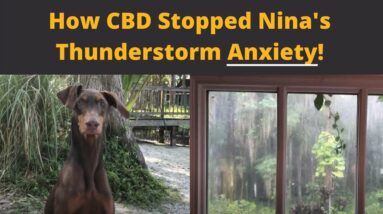 CBD for Thunderstorm Anxiety