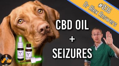 CBD Oil and Seizures in Dogs (the best treatment?) - Dog Health Vet Advice