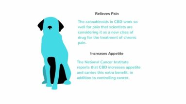 CBD oil cures dogs seizures