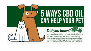 CBD oil dog cancer