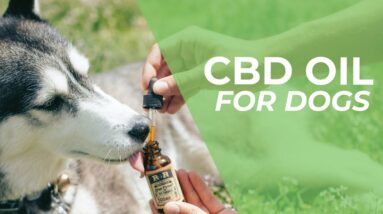 CBD Oil For Dogs - Things You Need To Know