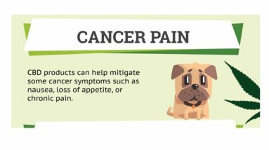 CBD oil for dogs with arthritis