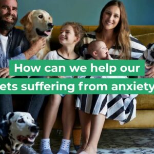 CBD Oil for Pets with Anxiety - The Real CBD | Dogs & Cats