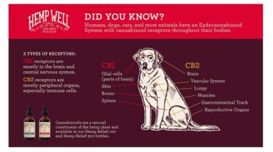 CBD treats for dogs anxiety
