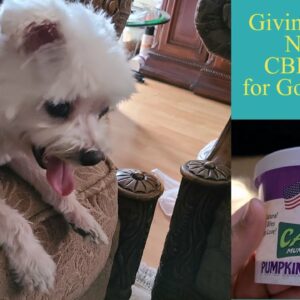 Giving my Dog CBD Cookie for Good Health - Cani bits made with 1mg cbd oil from hemp