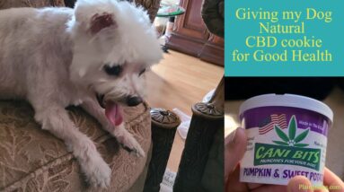 Giving my Dog CBD Cookie for Good Health - Cani bits made with 1mg cbd oil from hemp