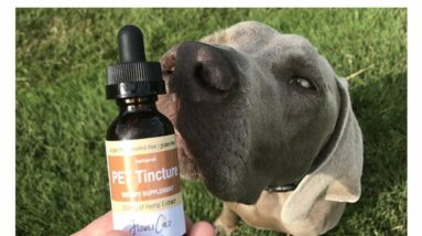 Hemp oil for dogs with arthritis