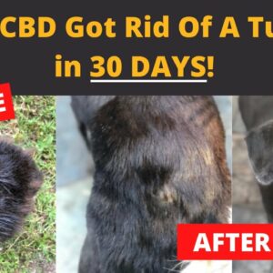 How CBD got rid of this dogs tumor in 30 days!