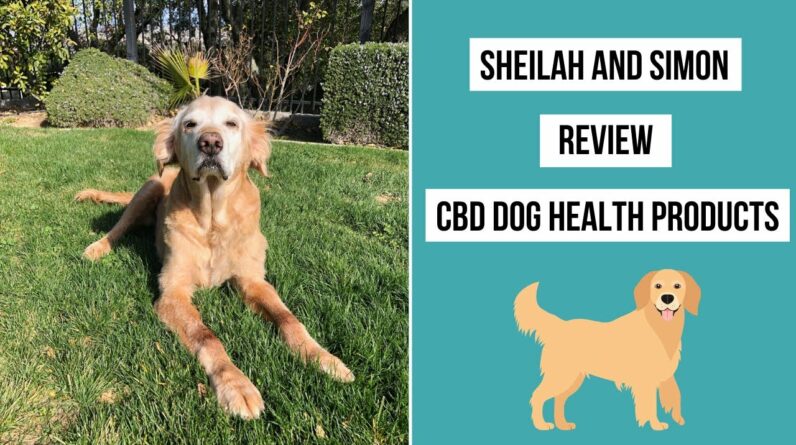 How CBD Helped Simon's Arthritis and Pain - CBD Dog Health Review