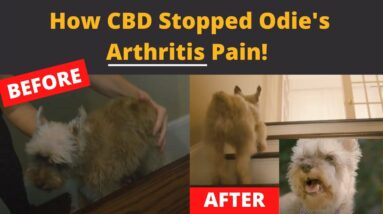 How CBD helps dogs with Arthritis!!