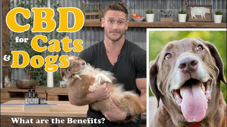 CBD Oil for Dogs, Cats, Pets - What are the Benefits? Treating Anxiety, Pain, Inflammation, Seizures