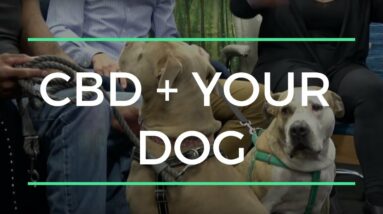 CBD + Your Dog: how to utilize CBD for your dog's optimal health and WHY it works!